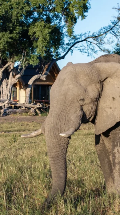 Elephant, Tawana, Moremi Game Reserve, Botswana