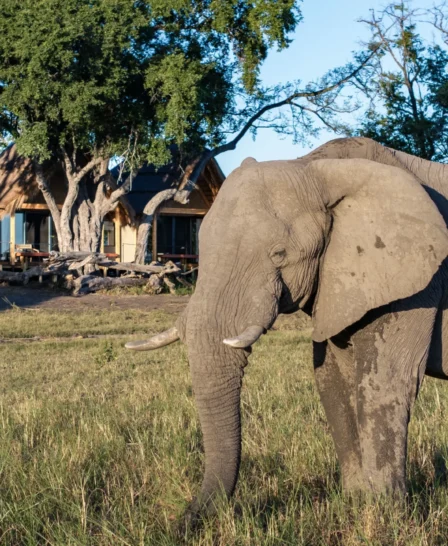 Elephant, Tawana, Moremi Game Reserve, Botswana