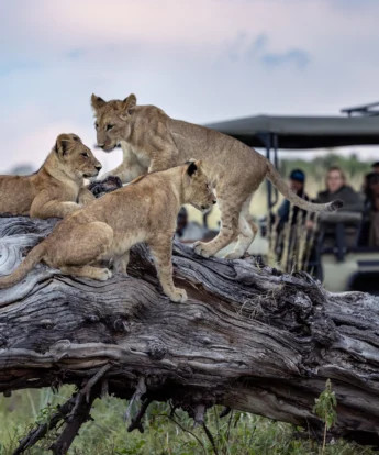 Lion, Tawana, Moremi Game Reserve, Botswana