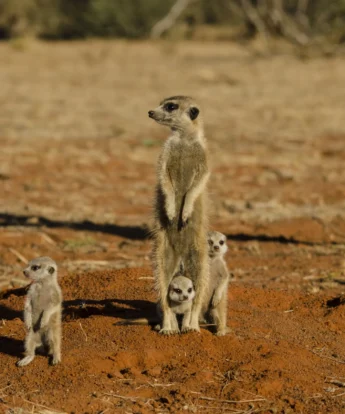 meerkat safaris, central kalahari, botswana, africa vacations