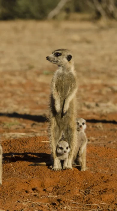 meerkat safaris, central kalahari, botswana, africa vacations