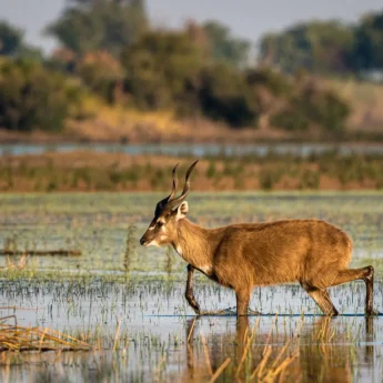 antelope in water, okavango delta, botswana safaris