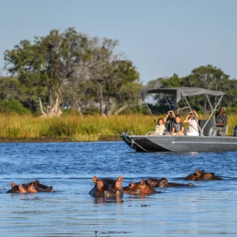 hippo, boating safaris, okavango delta, botswana safaris