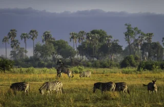 wildlife safaris, moremi game reserve, africa vacations