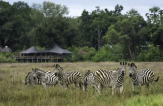 zebra safaris, moremi game reserve, africa vacations