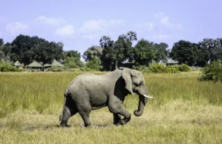 elephant safaris, moremi game reserve, africa vacations