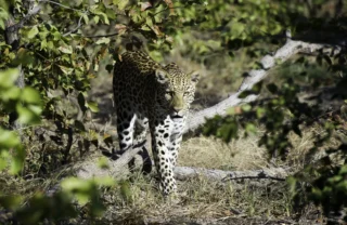 leopard safaris, the linyanti, botswana vacation destination