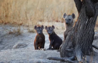 wildlife in chobe national park, botswana safaris