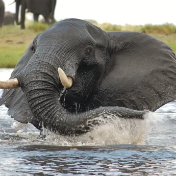 elephant in water, chobe national park, botswana safaris