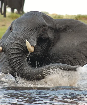 elephant in water, chobe national park, botswana safaris