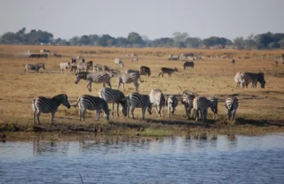 watering hole, chobe national park, botswana safaris