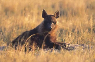 wildlife, Makgadikgadi Salt Pans, botswana safari vacations