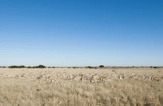 central kalahari, botswana safaris, africa vacations