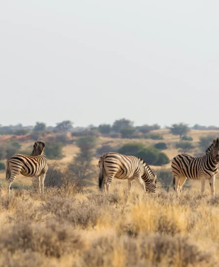 lion safaris, central kalahari, botswana, africa vacations