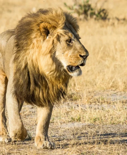 lion in savute safari park, botswana, africa safaris