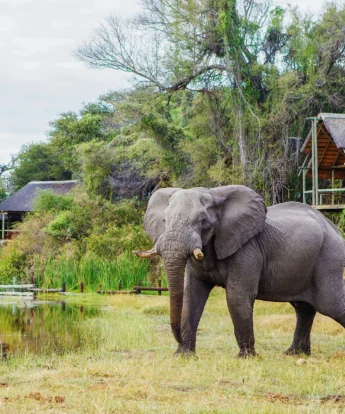 elephant, savute safari lodge, botswana, africa safaris