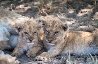 lion cubs, savute safari park, botswana, africa safaris