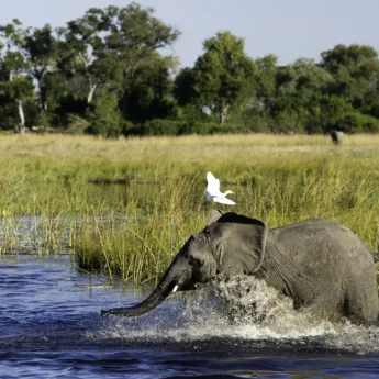elephant and birdlife, linyanti, botswana