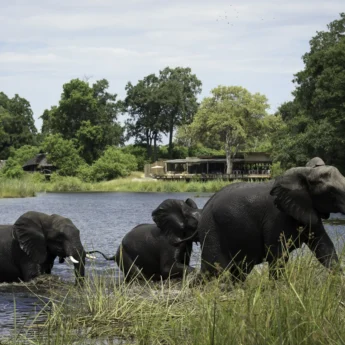 elephants, botswana private reserves, africa safari destinations
