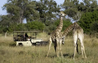 giraffes, botswana private reserves, africa safari destinations
