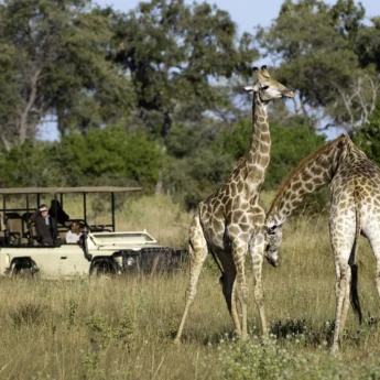 giraffes, botswana private reserves, africa safari destinations