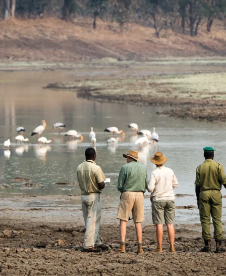 walking safaris in south luangwa national park, zambia