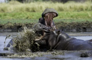 hippo, kafue national park, zambia safari holidays