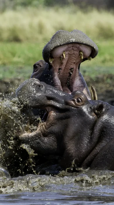 hippo, kafue national park, zambia safari holidays