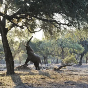 ele reaching up, best of zambia, trip