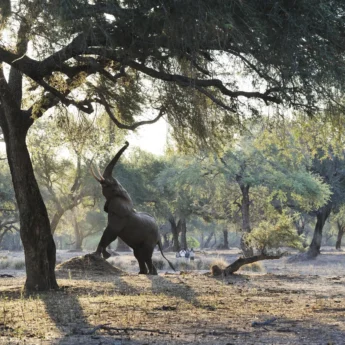 ele reaching up, best of zambia, trip