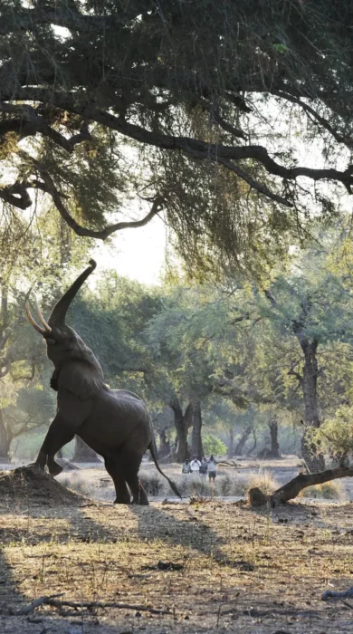 ele reaching up, best of zambia, trip