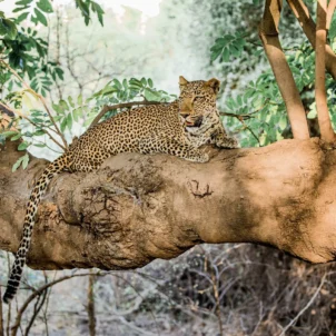 leopard, luangwas hidden value, zambia