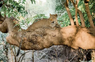 leopard, luangwas hidden value, zambia