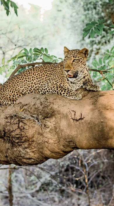 leopard, luangwas hidden value, zambia
