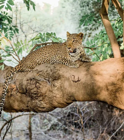 leopard, luangwas hidden value, zambia