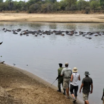 walking safaris, north luangwa national park, zambia