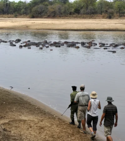 walking safaris, north luangwa national park, zambia