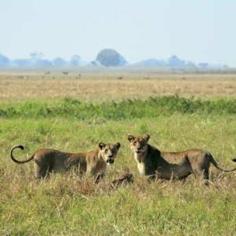 lions in kafue national park, zambia safaris