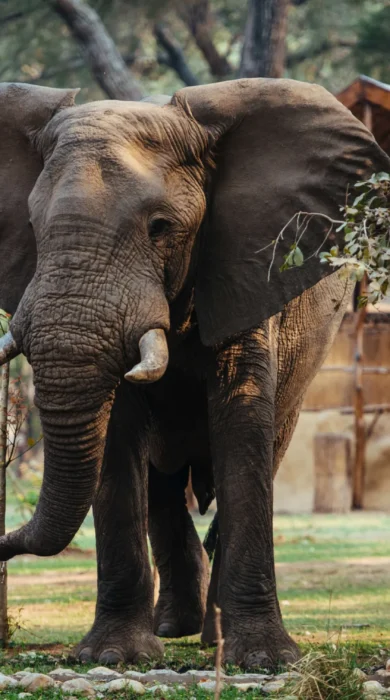 Elephant Zambia