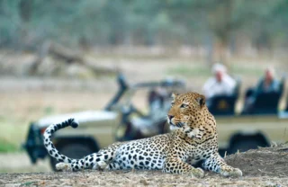 WIldlife, leopard, Old Mondoro, Lower Zambezi, Zambia