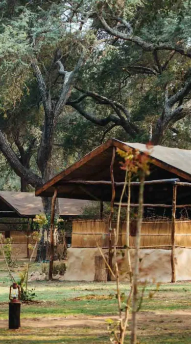 Elephant at Chongwe Camp Zambia