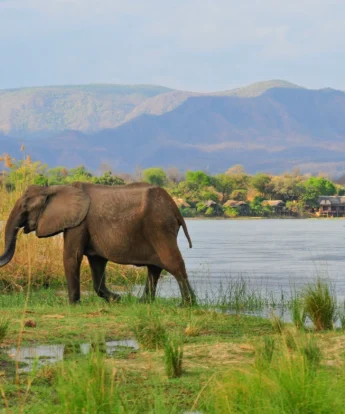 royal zambezi elephants zambia yellow zebra safaris