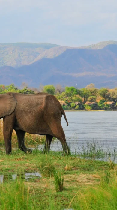 royal zambezi elephants zambia yellow zebra safaris