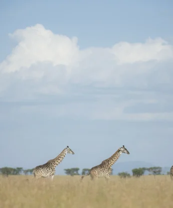 Singita Faru Faru Lodge Game Drive Giraffes
