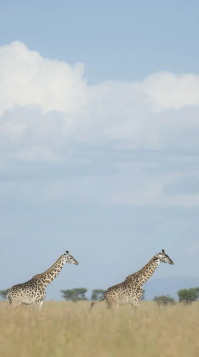 Singita Faru Faru Lodge Game Drive Giraffes