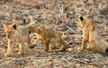 Sausage Tree Lion Cubs Zambia