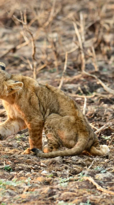 Sausage Tree Lion Cubs Zambia