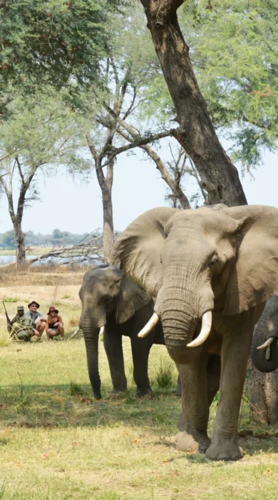 Zambia Walking Safari