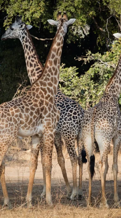 Chikoko Trails walking giraffe zambia yellow zebra safaris