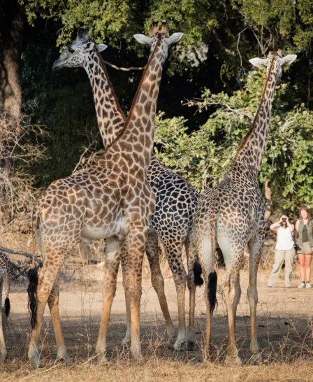 Chikoko Trails walking giraffe zambia yellow zebra safaris